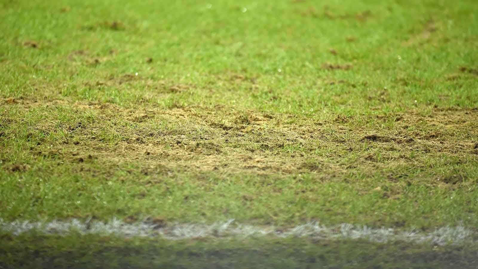 Allianz Arena Rasen Pilz