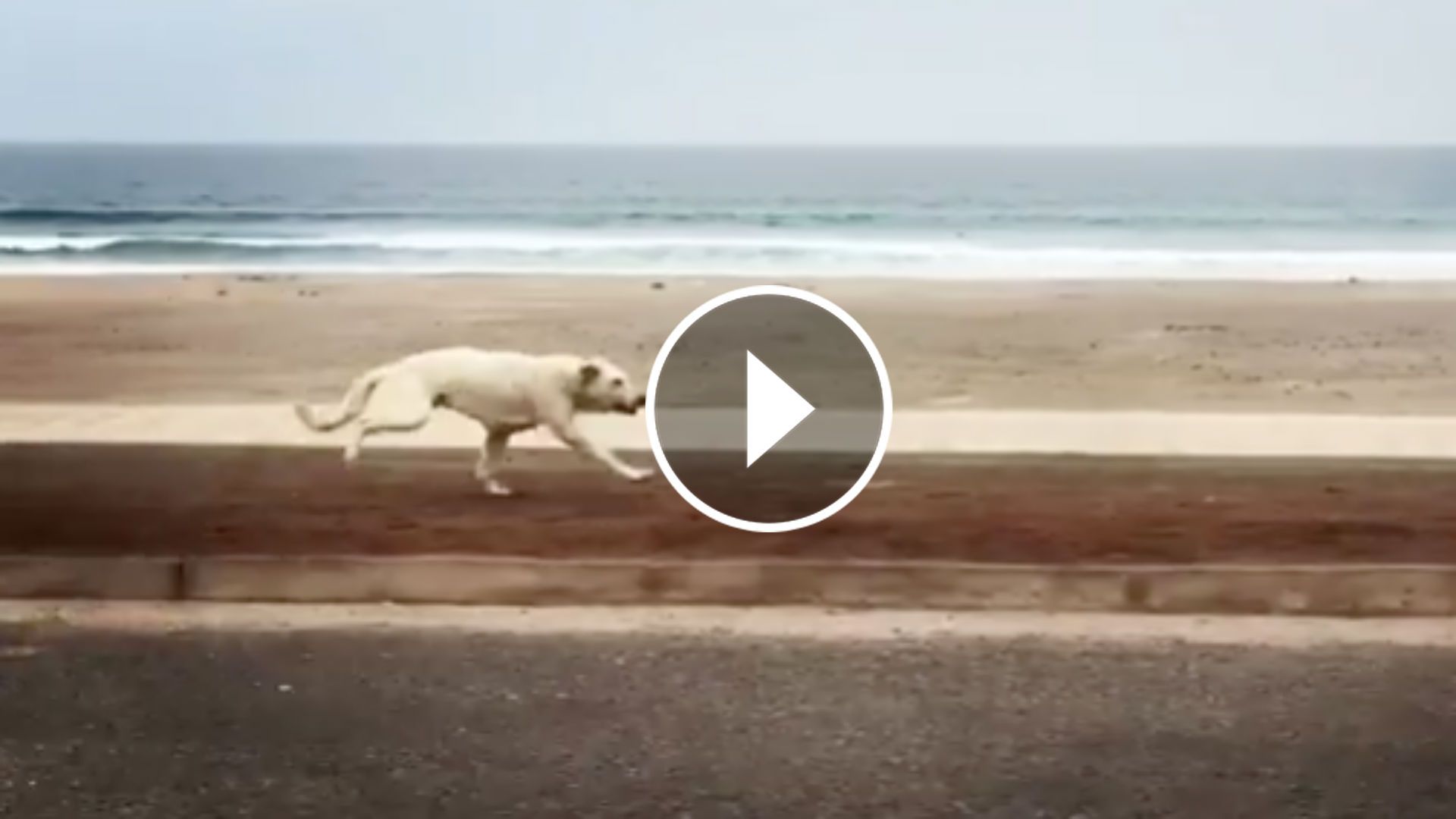 Favorite dog Alexis Sánchez