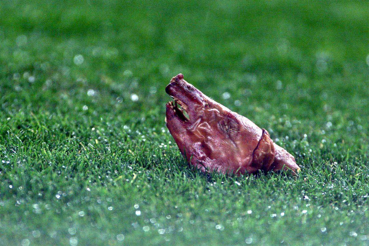 cochinillo camp nou figo barcelona real madrid