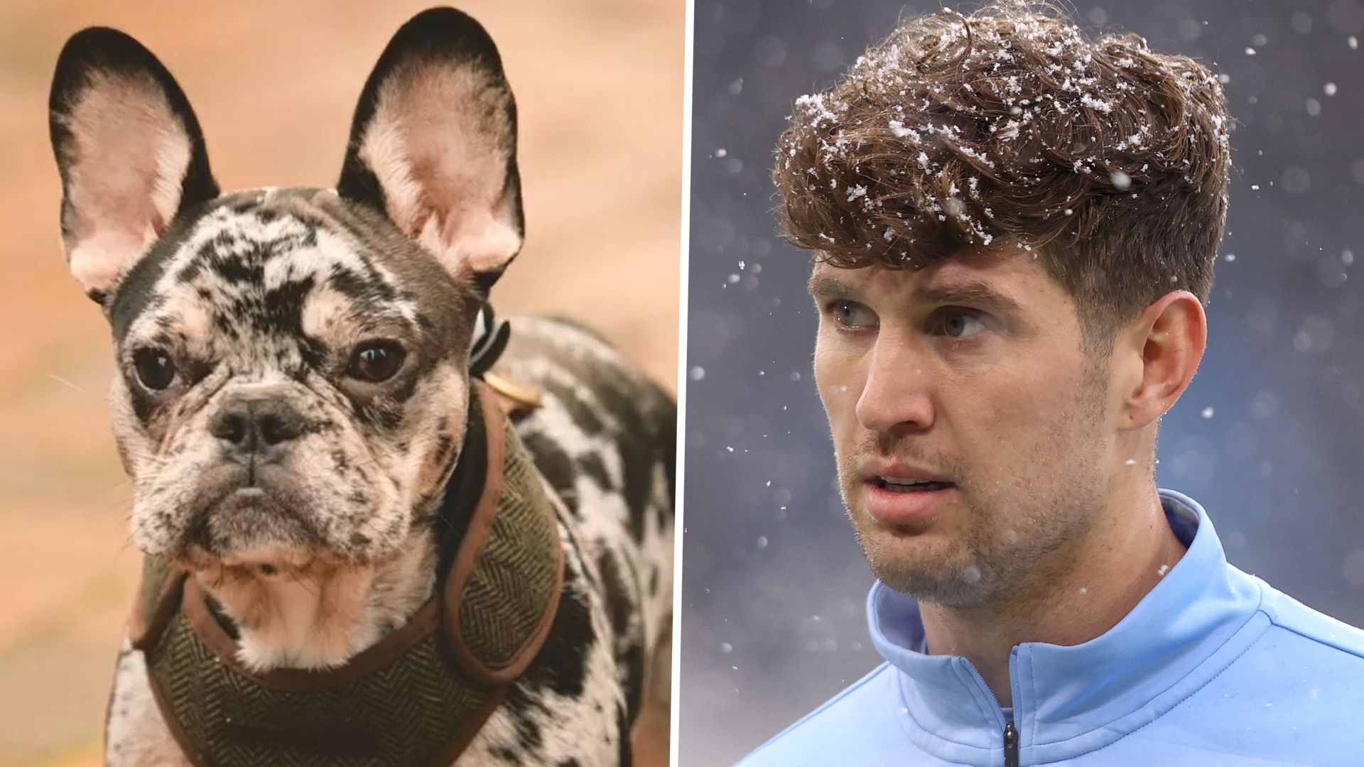 Bernardo Silva dog John Stones Man City