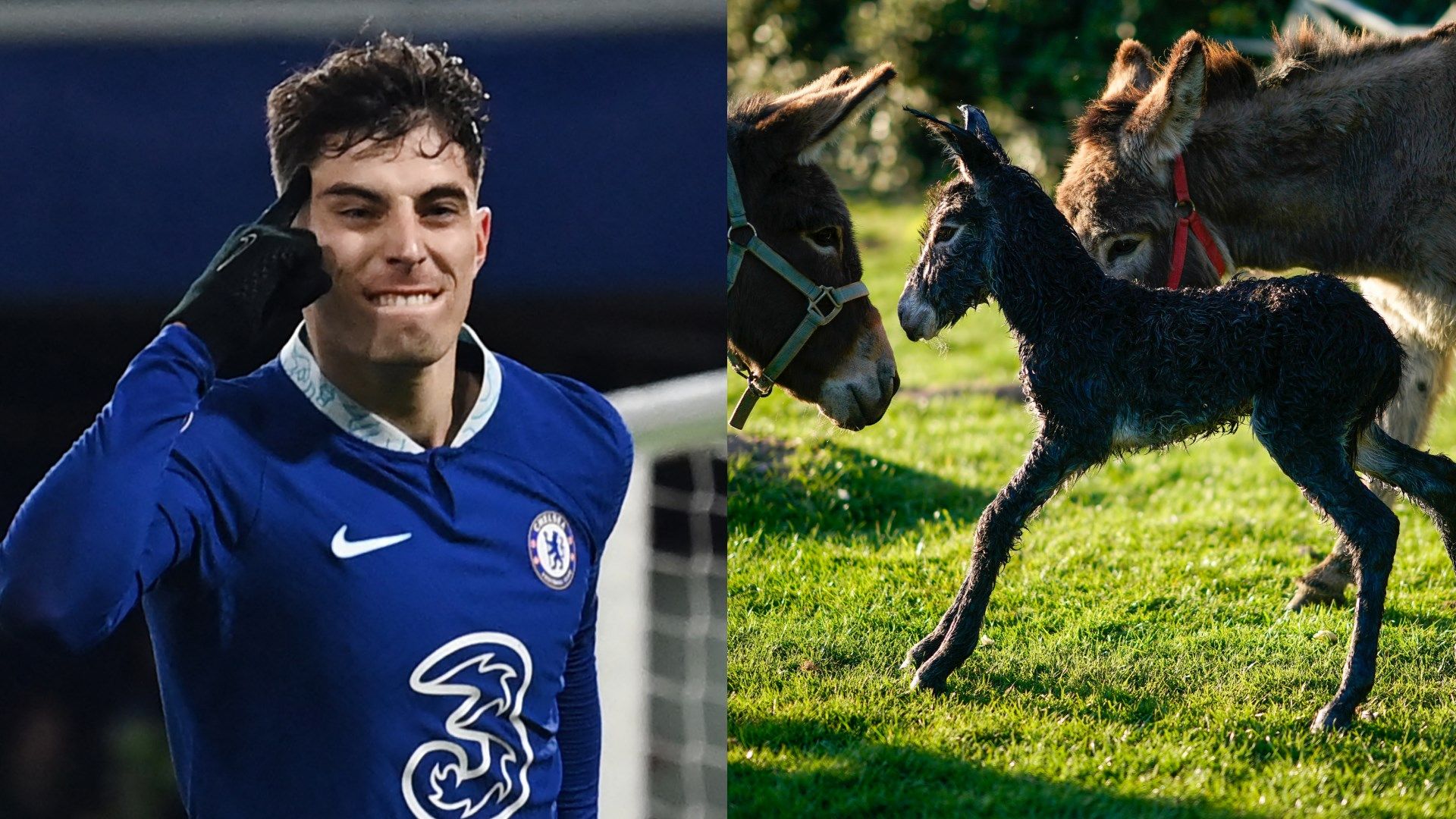 GFX Info Kai Havertz donkey foal 2023