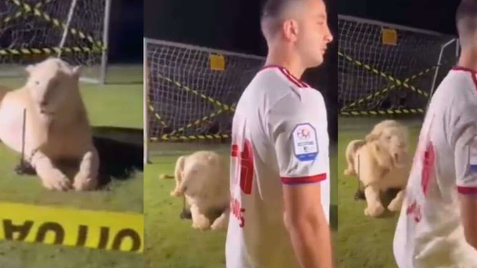 Manolas Lion
