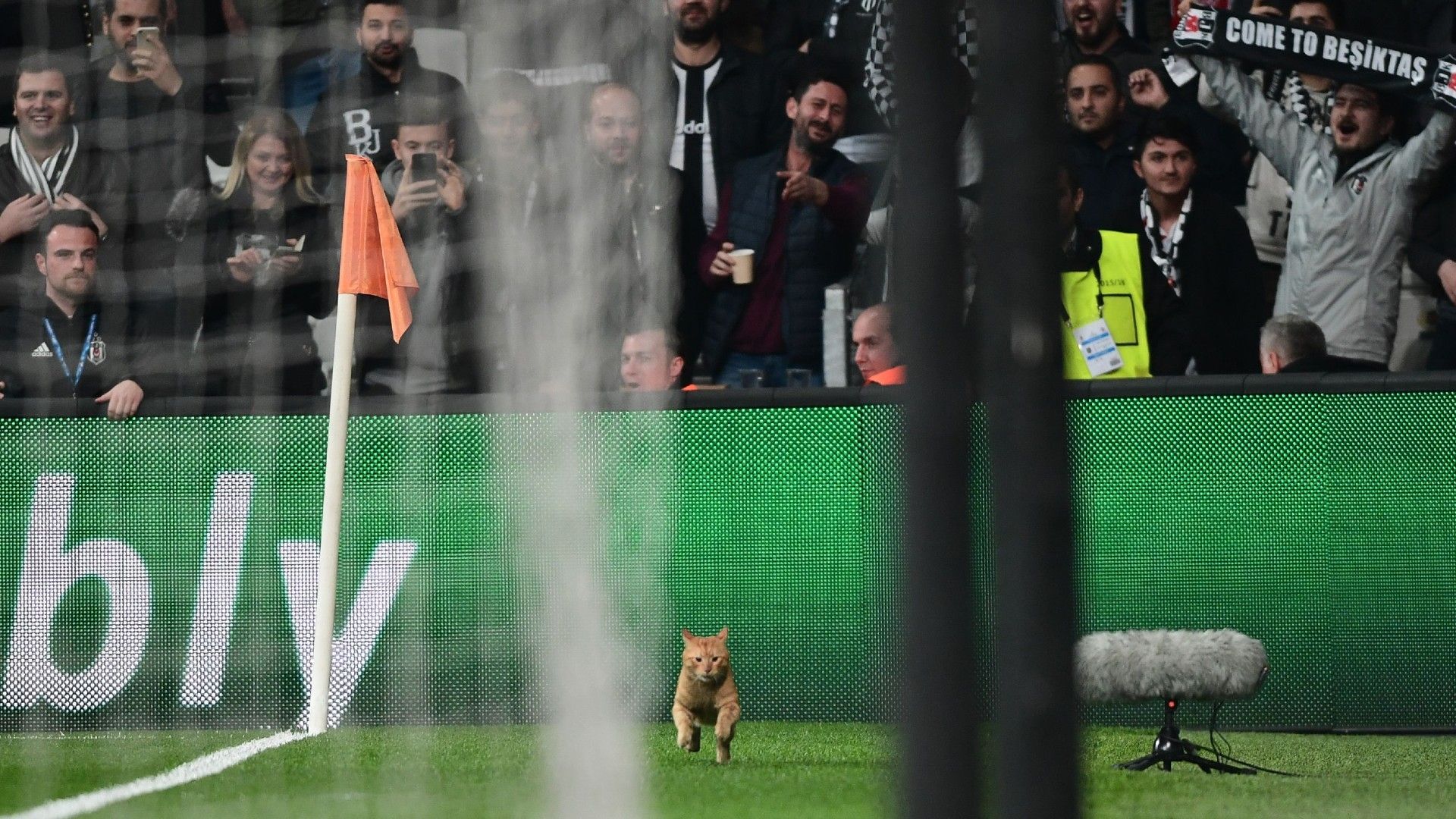 20220202-cat on the pitch