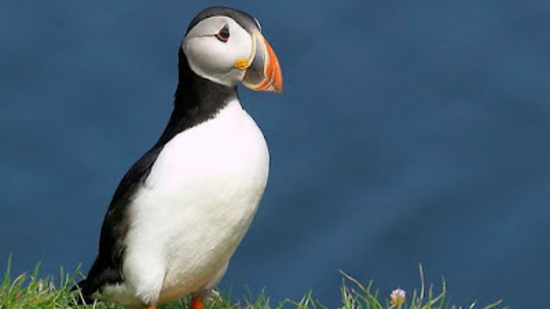 Islândia culinária bizarra