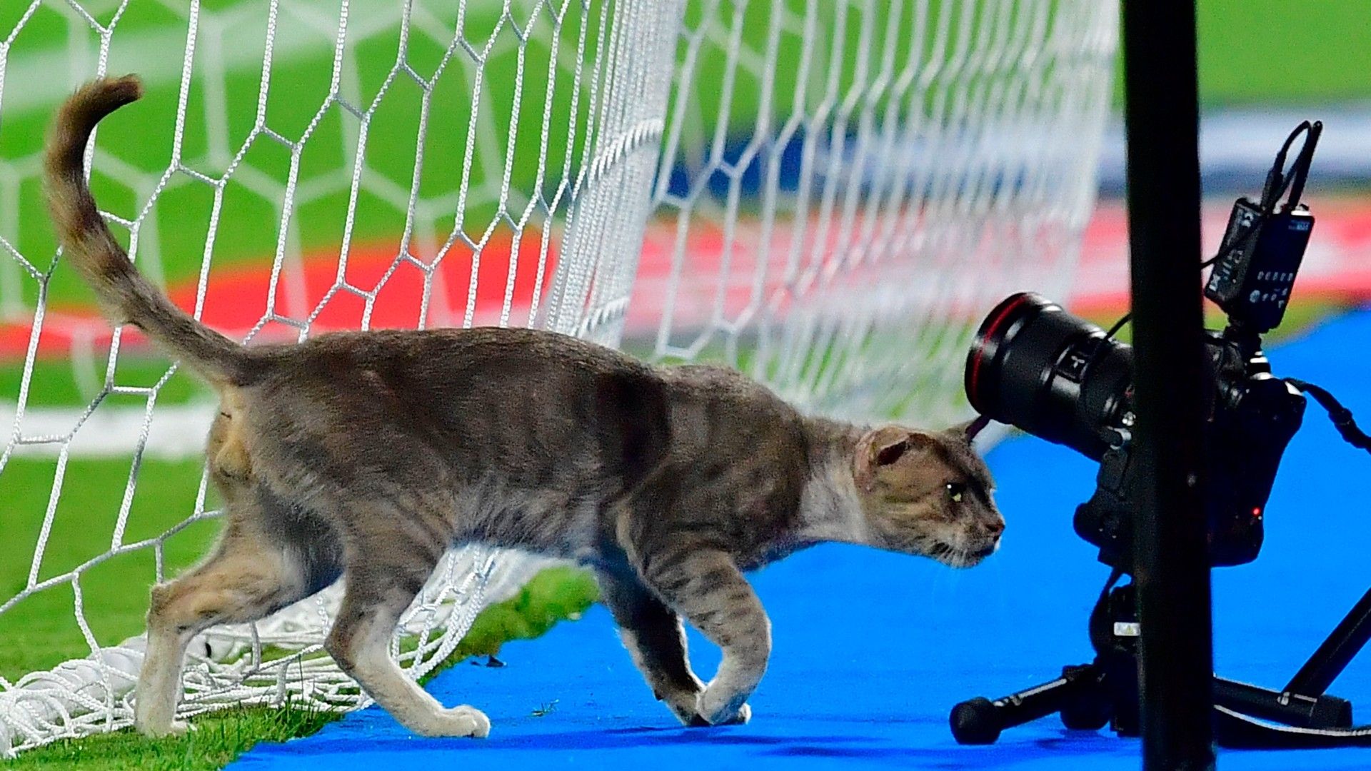 20220202-cat on the pitch