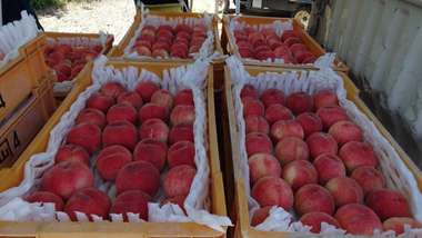 ฟูกุชิมา ยูไนเต็ด