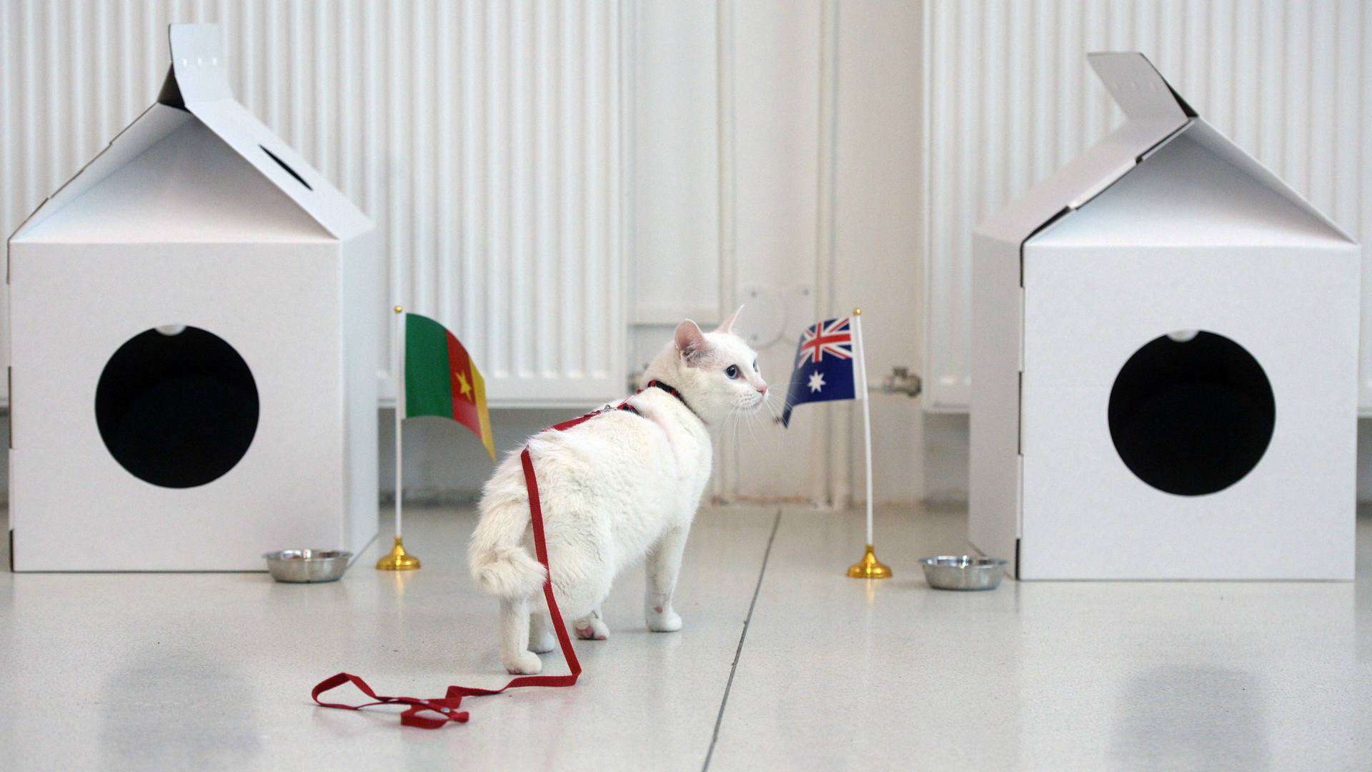 2017-06-22-cat-achilles