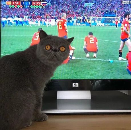 Meme World Cup 2018 Round of 16