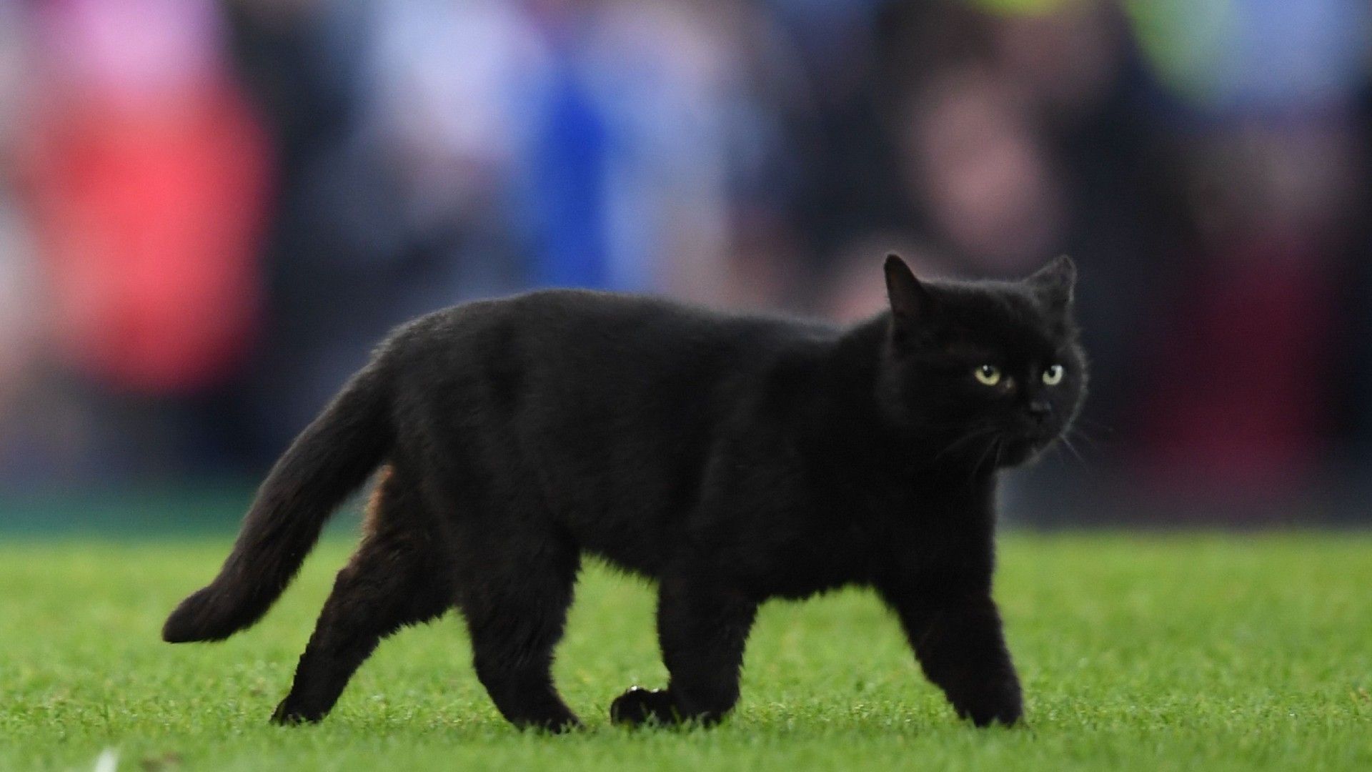 2022年2月22日はスーパー猫の日。世界のスタジアムに現れた猫