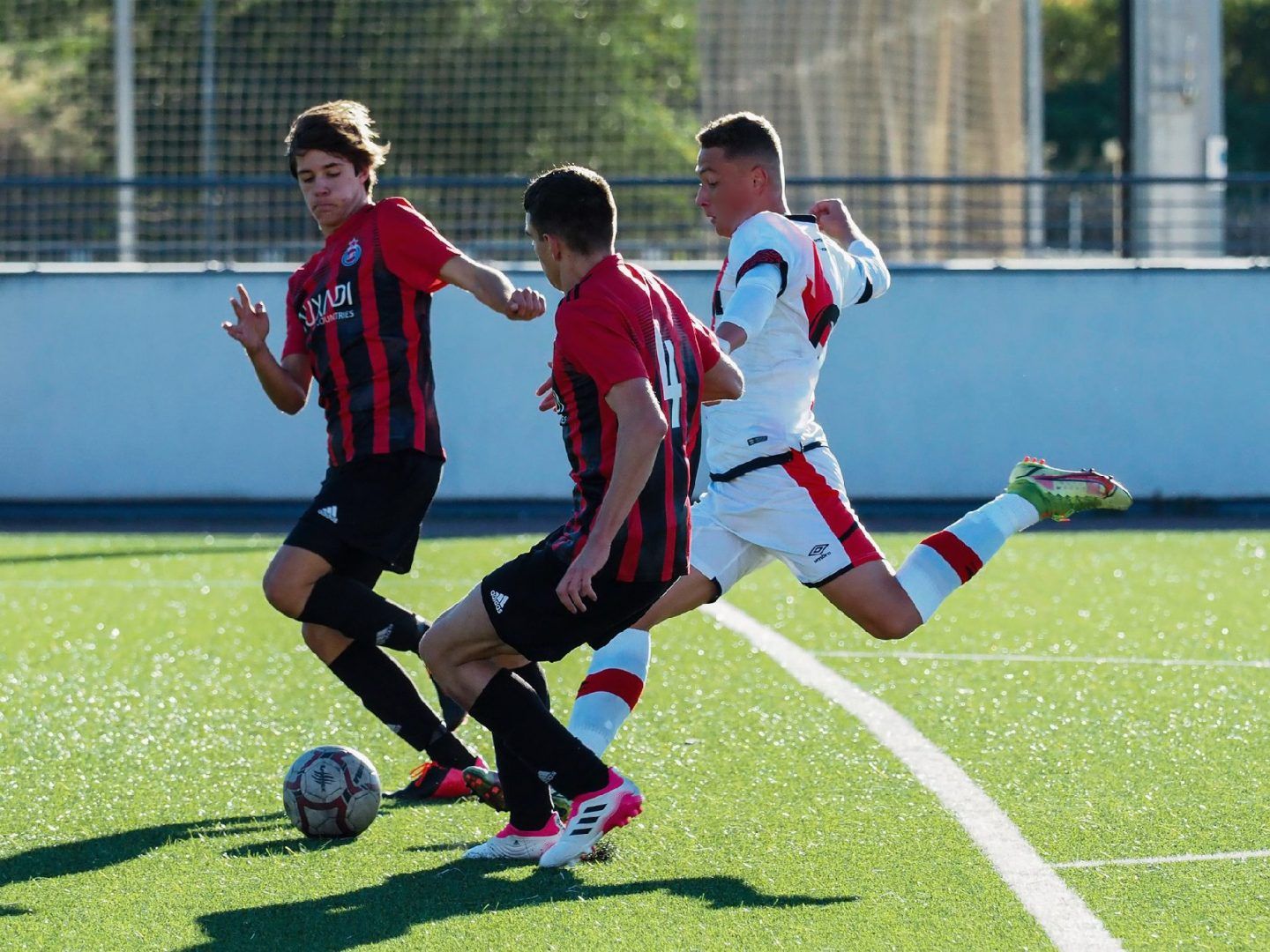 Pongó-Dankai Dominik