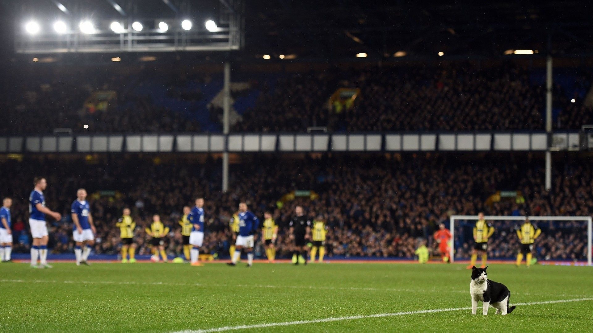 20220202-cat on the pitch