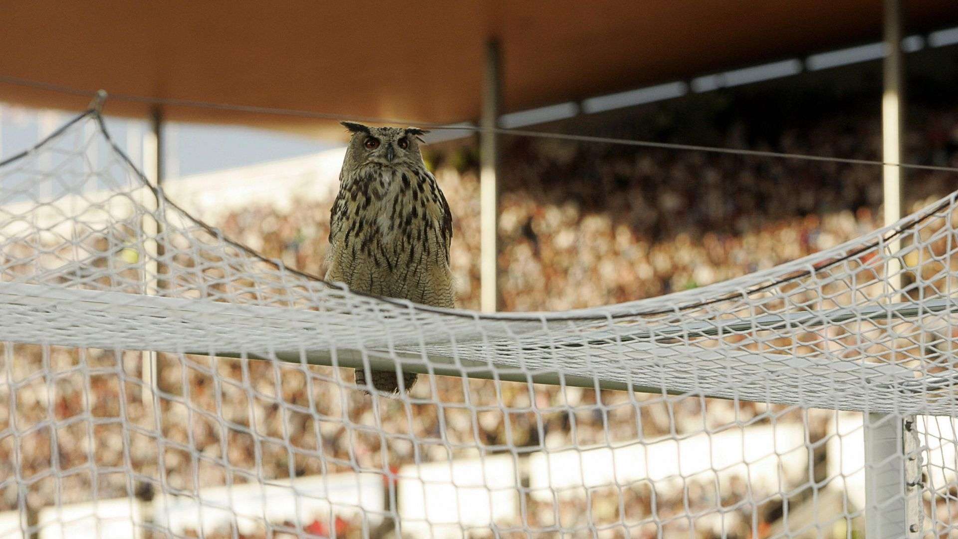 Owl Finland Belgium 2007