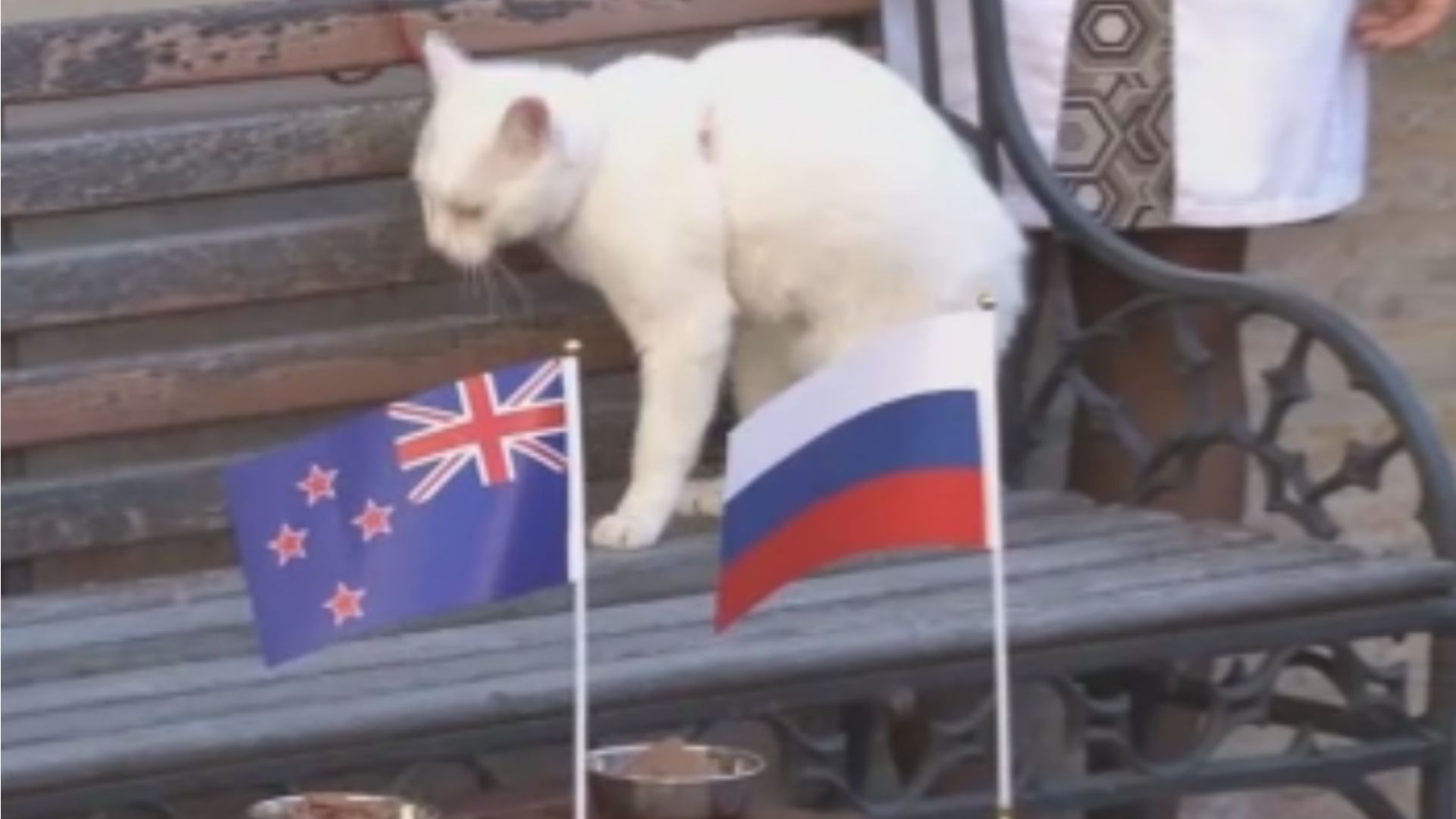 Gatto Achille Confederations Cup