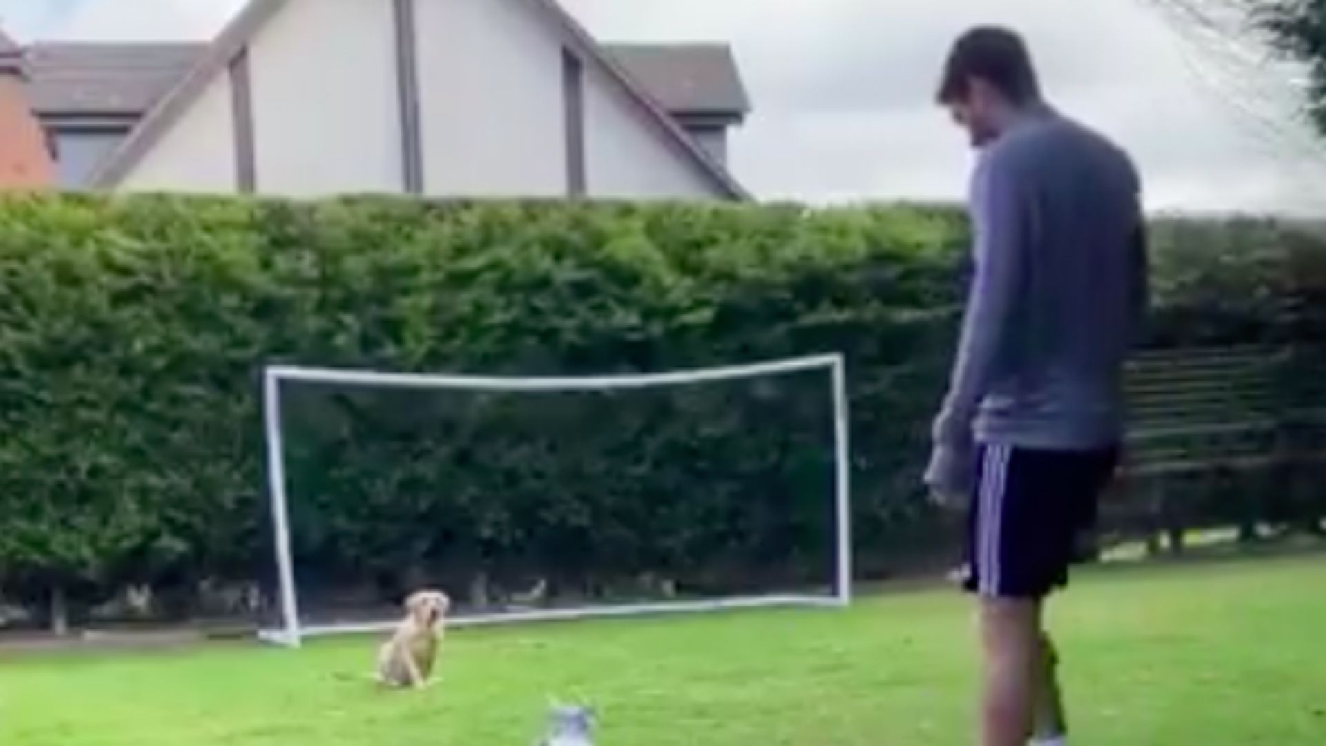 Raúl Jiménez Wolves