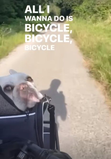 Lindsey Horan dog bike ride