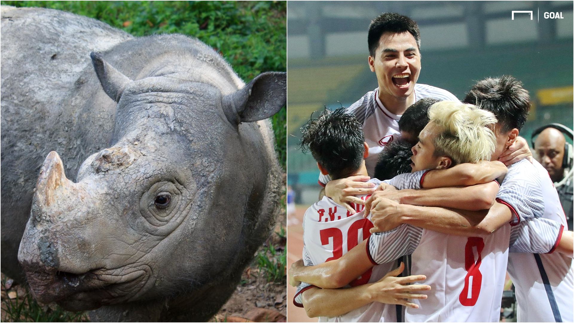 Sumatran rhino Olympic Vietnam