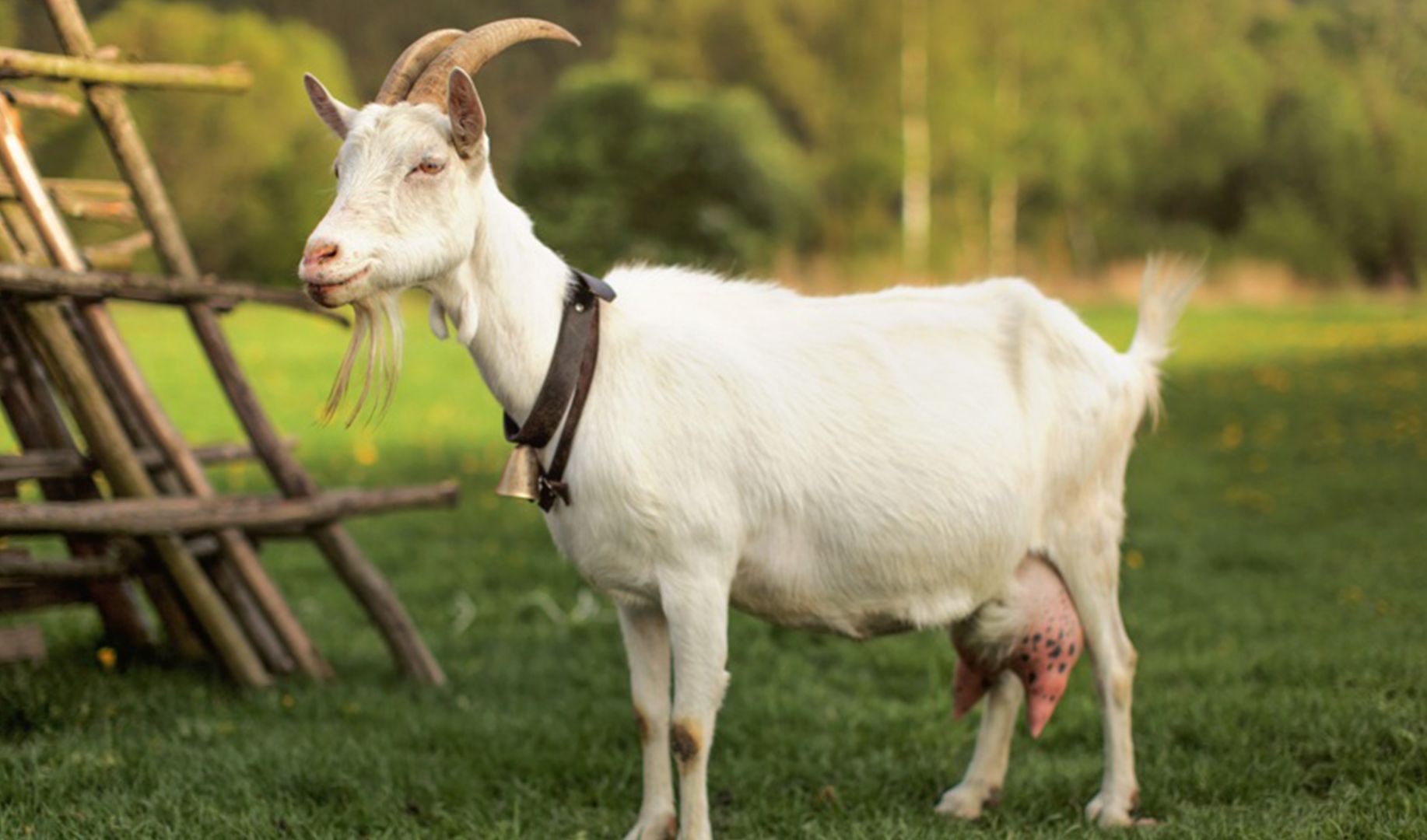 Witchcraft in African football