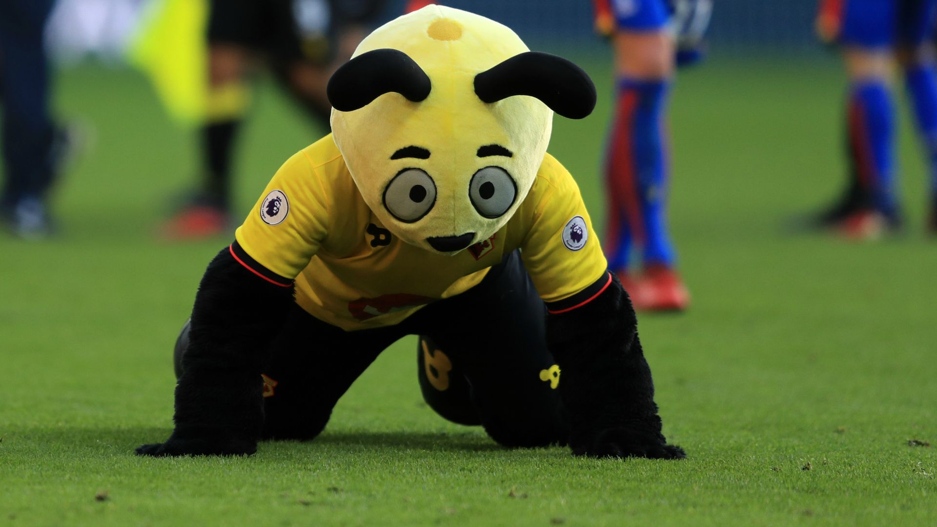 Mascotte Watford