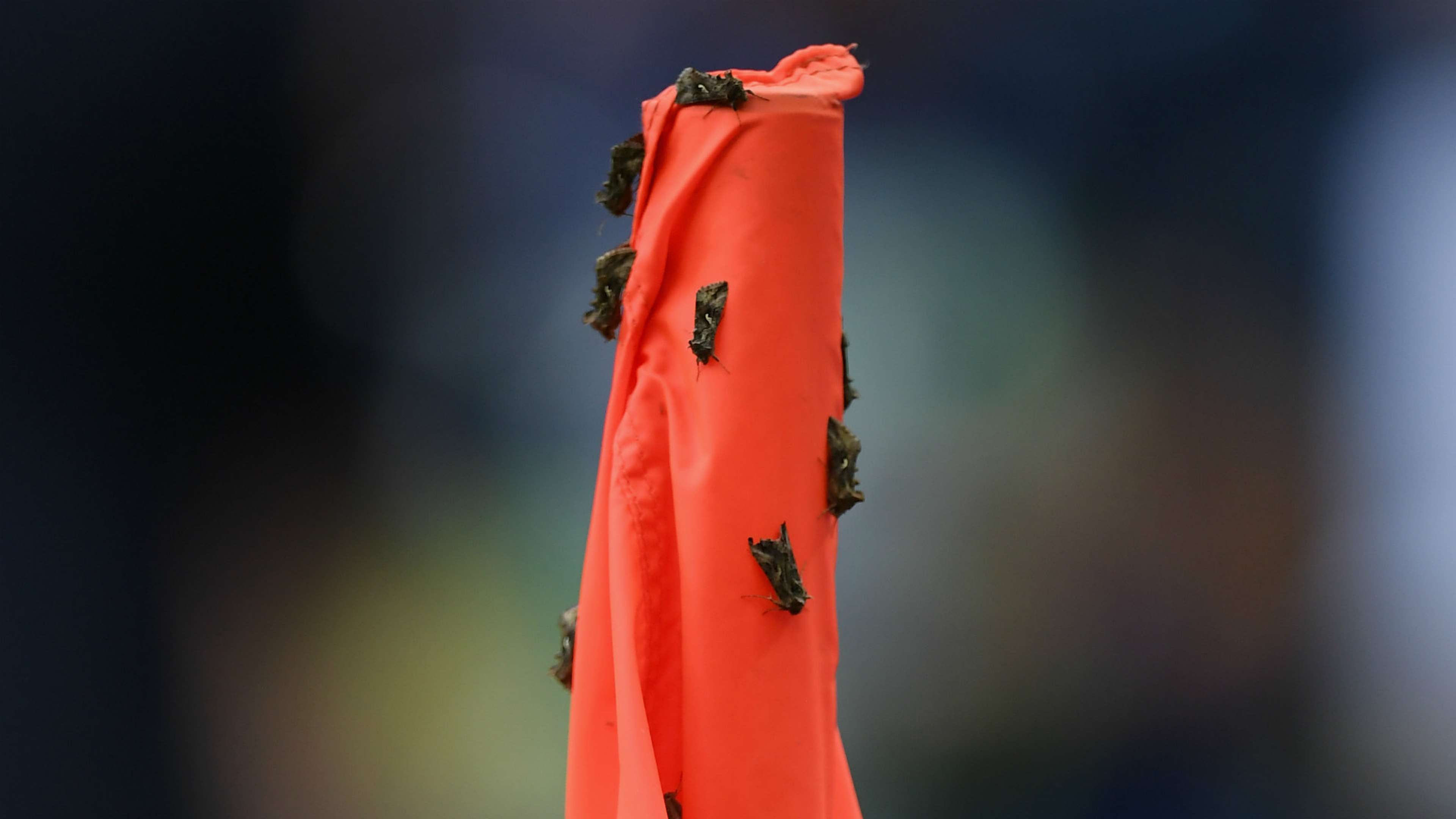 Euro 2016 Moths