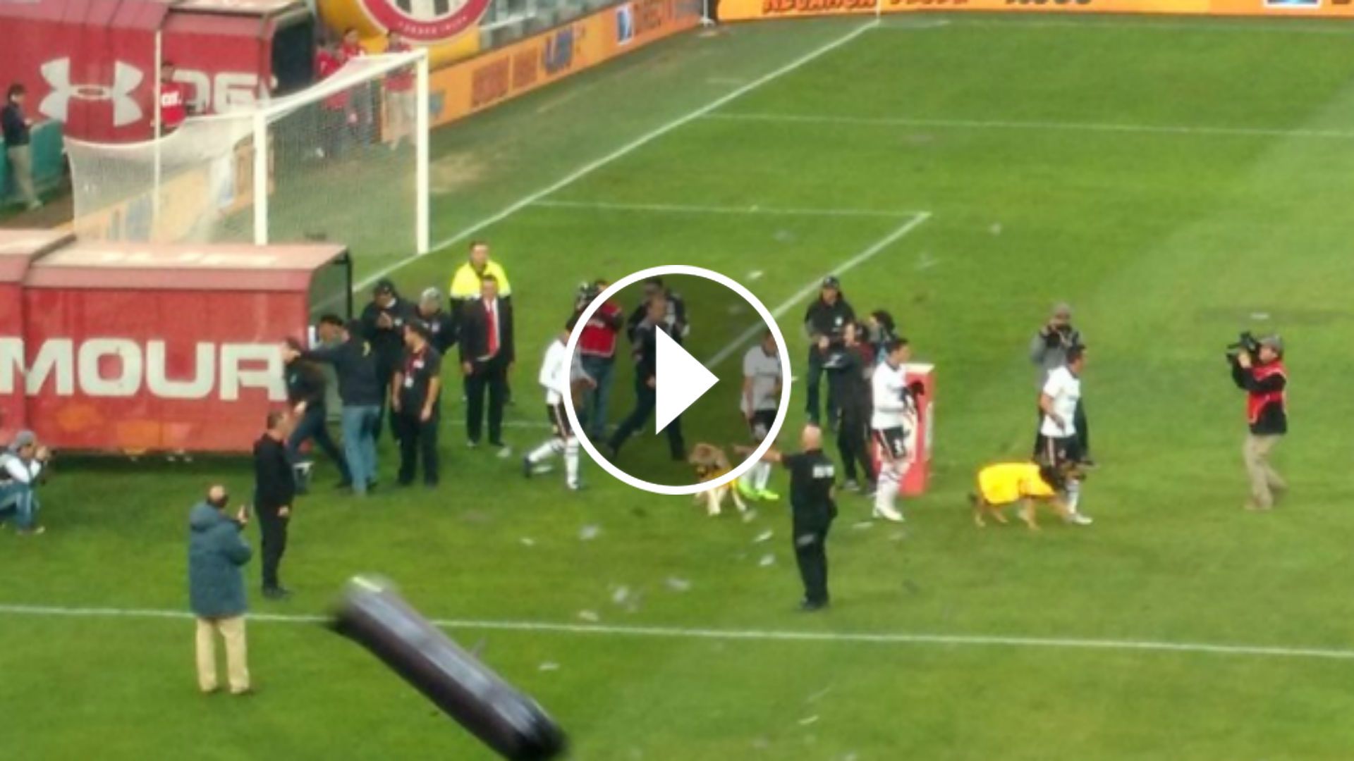 Colo Colo Antofagasta ingreso perros UAA 300717