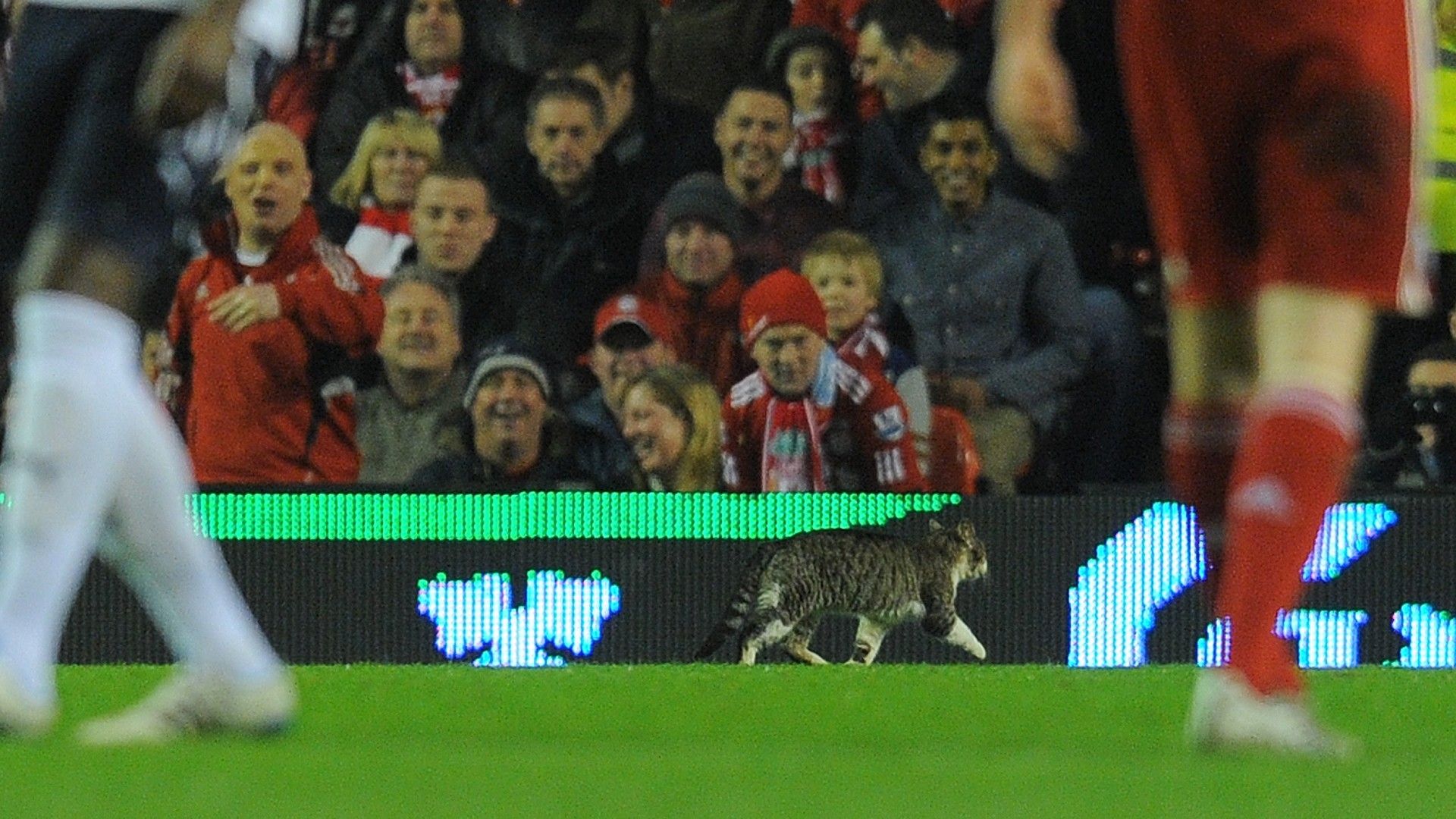 20220202-cat on the pitch