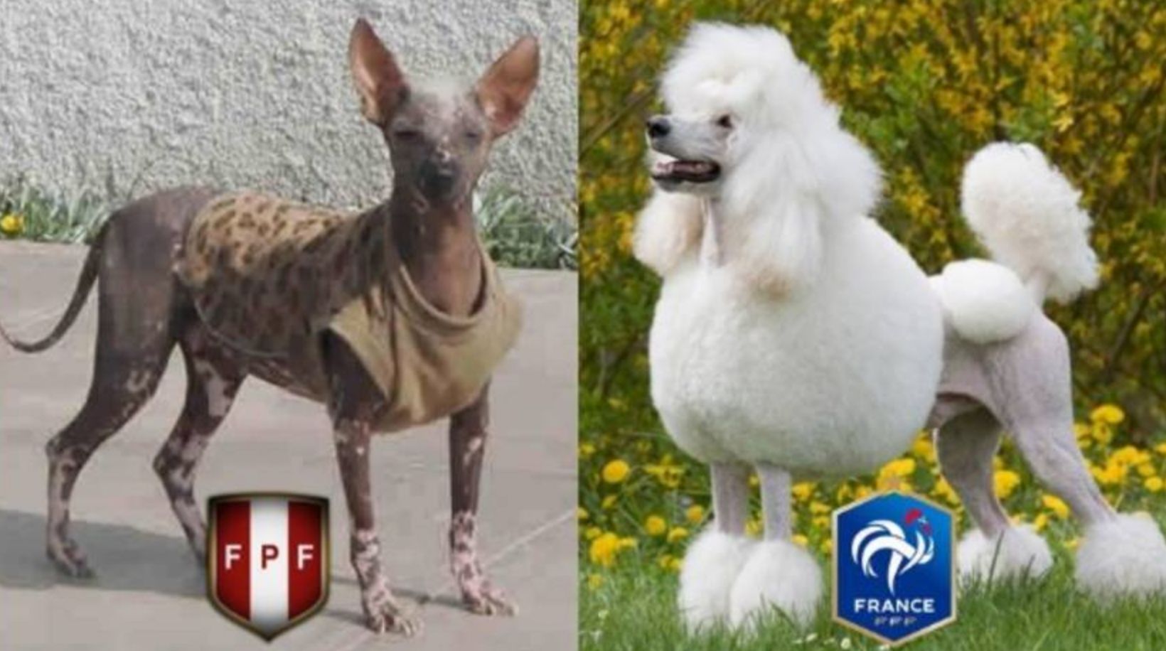 Memes Perú vs Francia