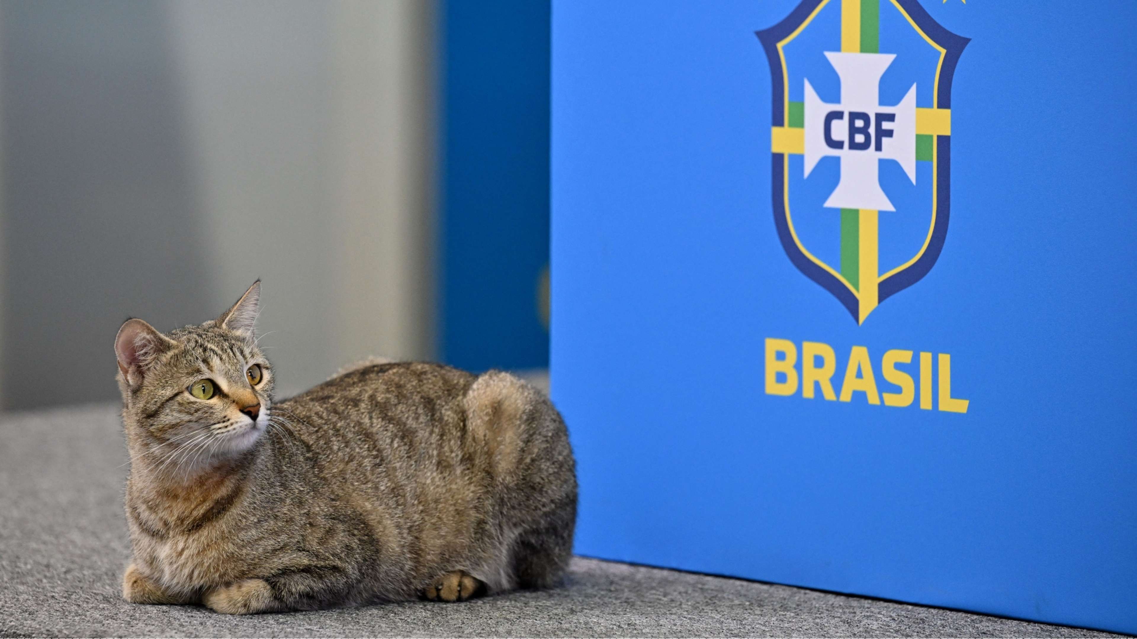 Cat Brazil press conference World Cup 2022
