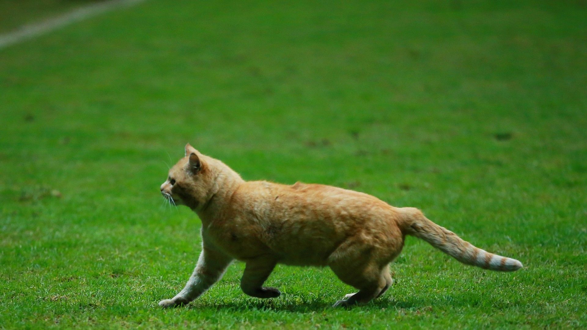 20220202-cat on the pitch