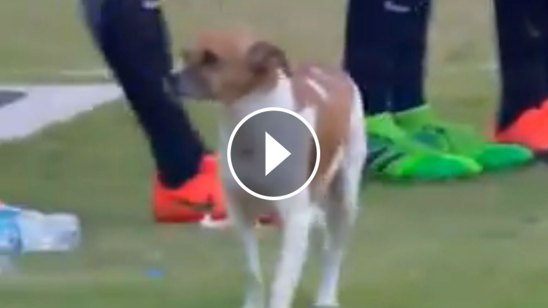 VIDEO Perro en la cancha Gimnasia San Lorenzo 29042017