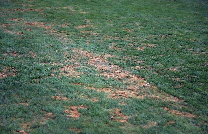 أرضية ملعب الملك فهد الدولي الدرة