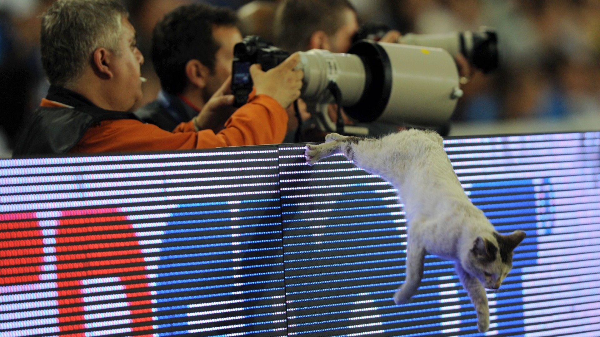 20220202-cat on the pitch