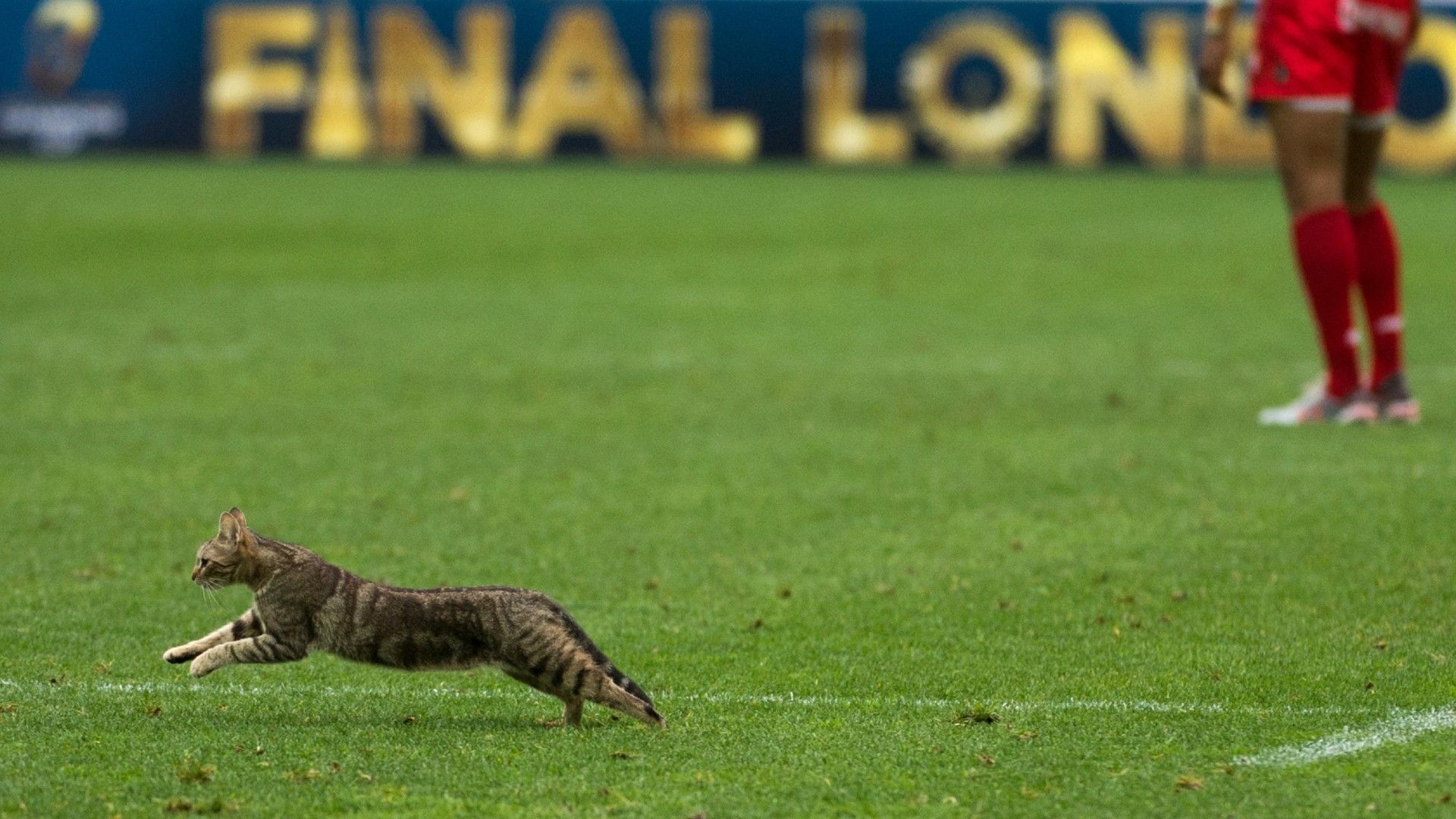 20220202-cat on the pitch