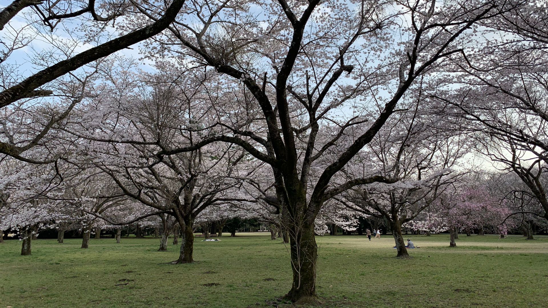 2019-04-09-harahiromi