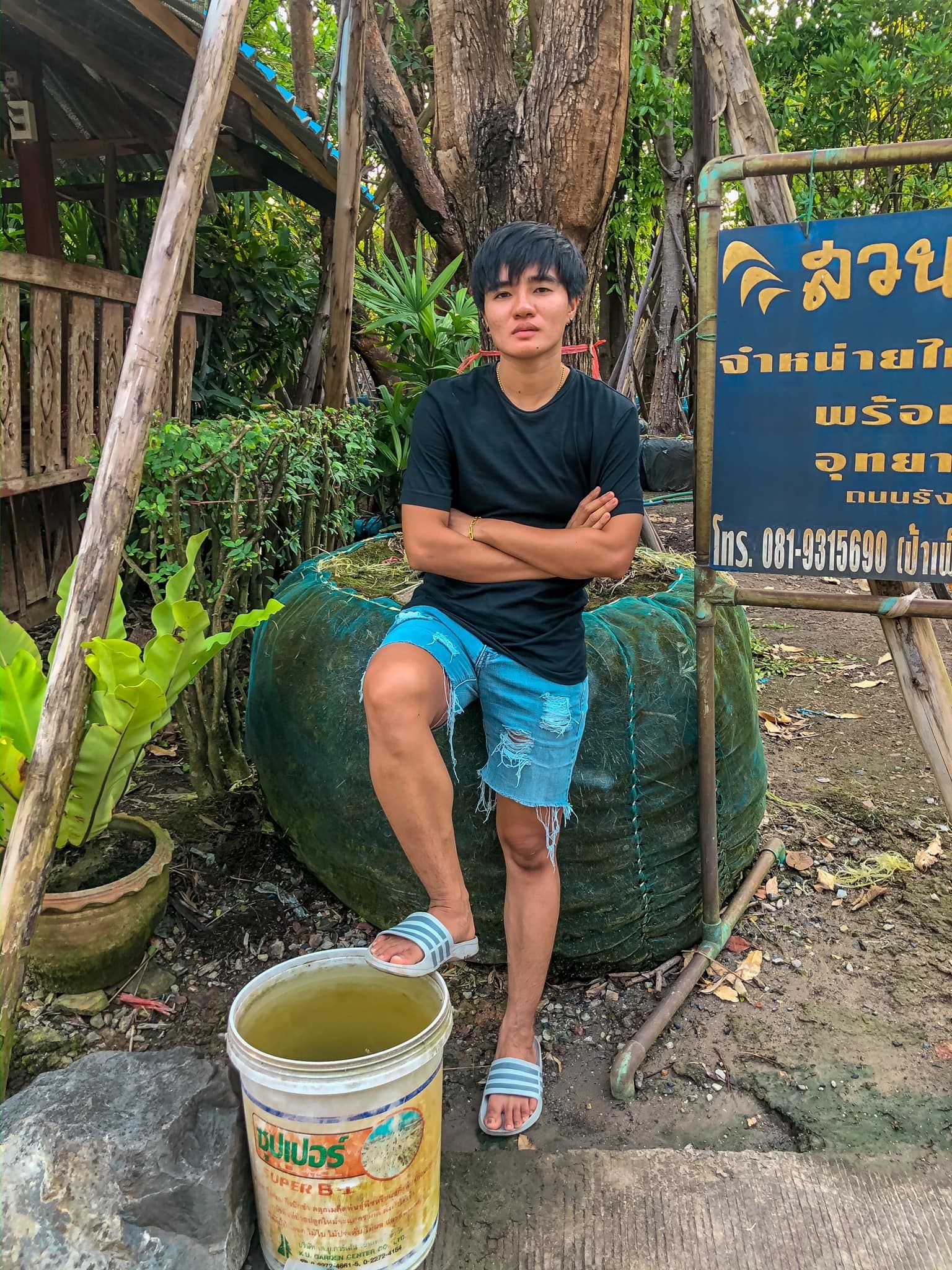 ชบาแก้ว