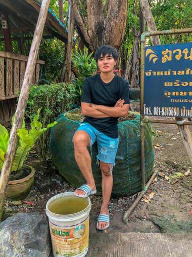 ชบาแก้ว