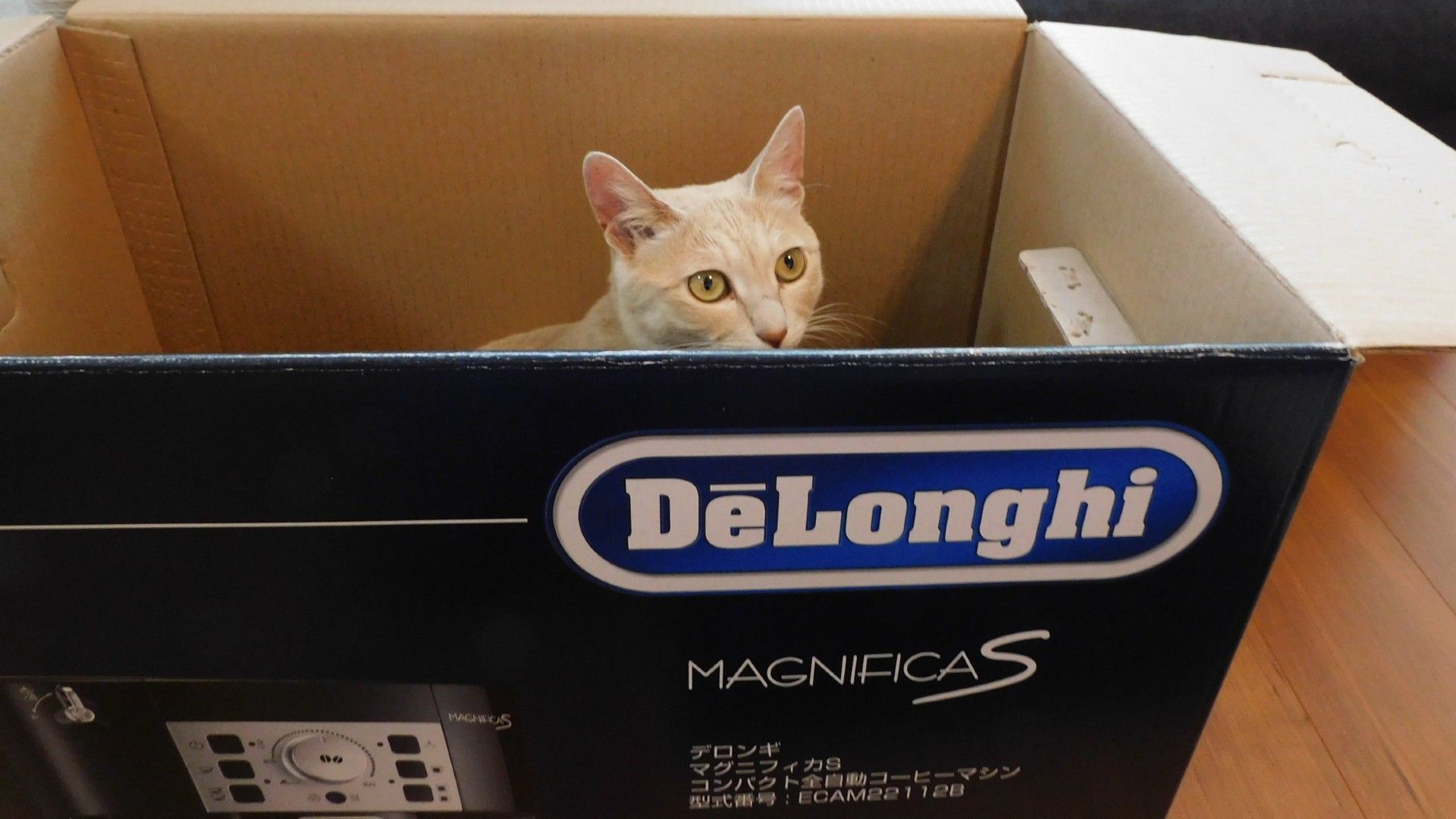 20220708-deloghi-cofeemachine-cat in the box