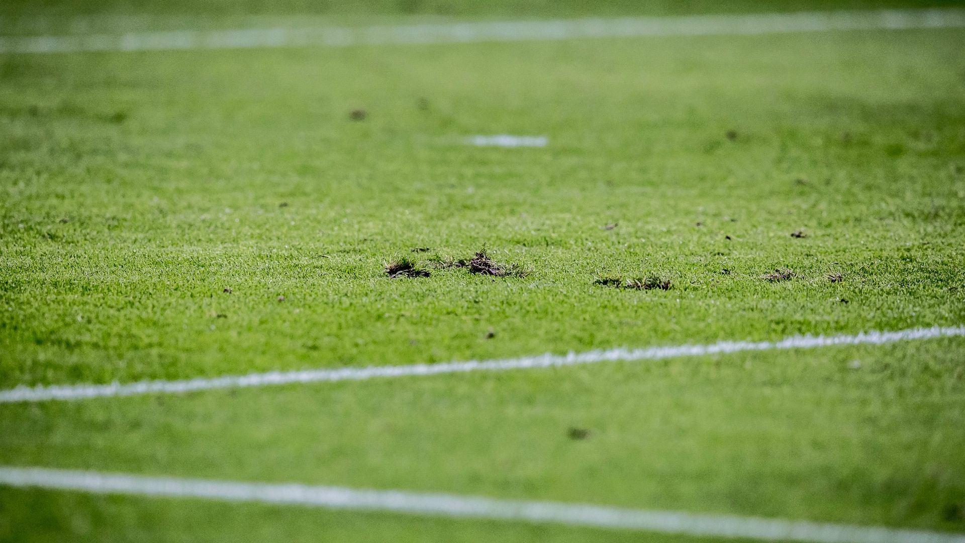 Grass pitch Amsterdam ArenA Ajax