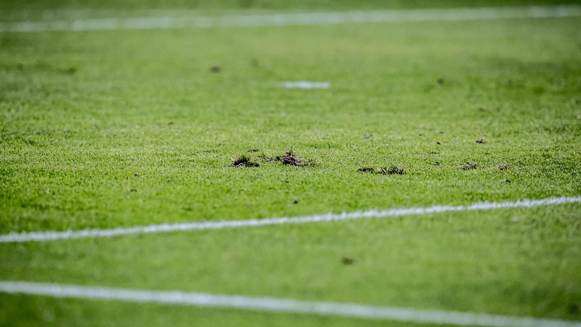 Grass pitch Amsterdam ArenA Ajax