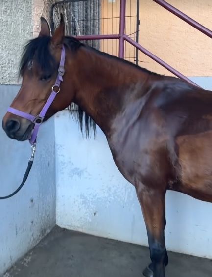 Alisha Lehmann and her horse