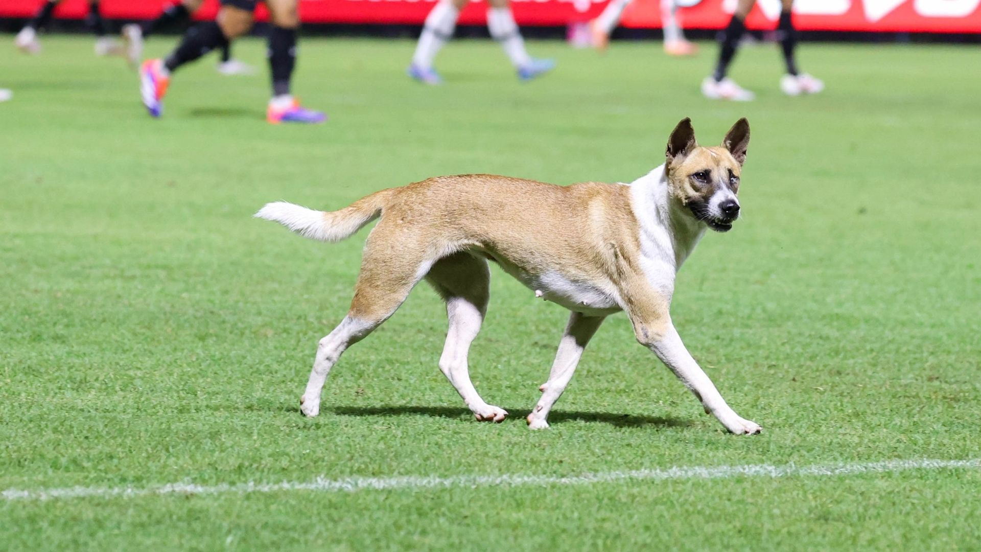 หูตั้ง หนองบัว