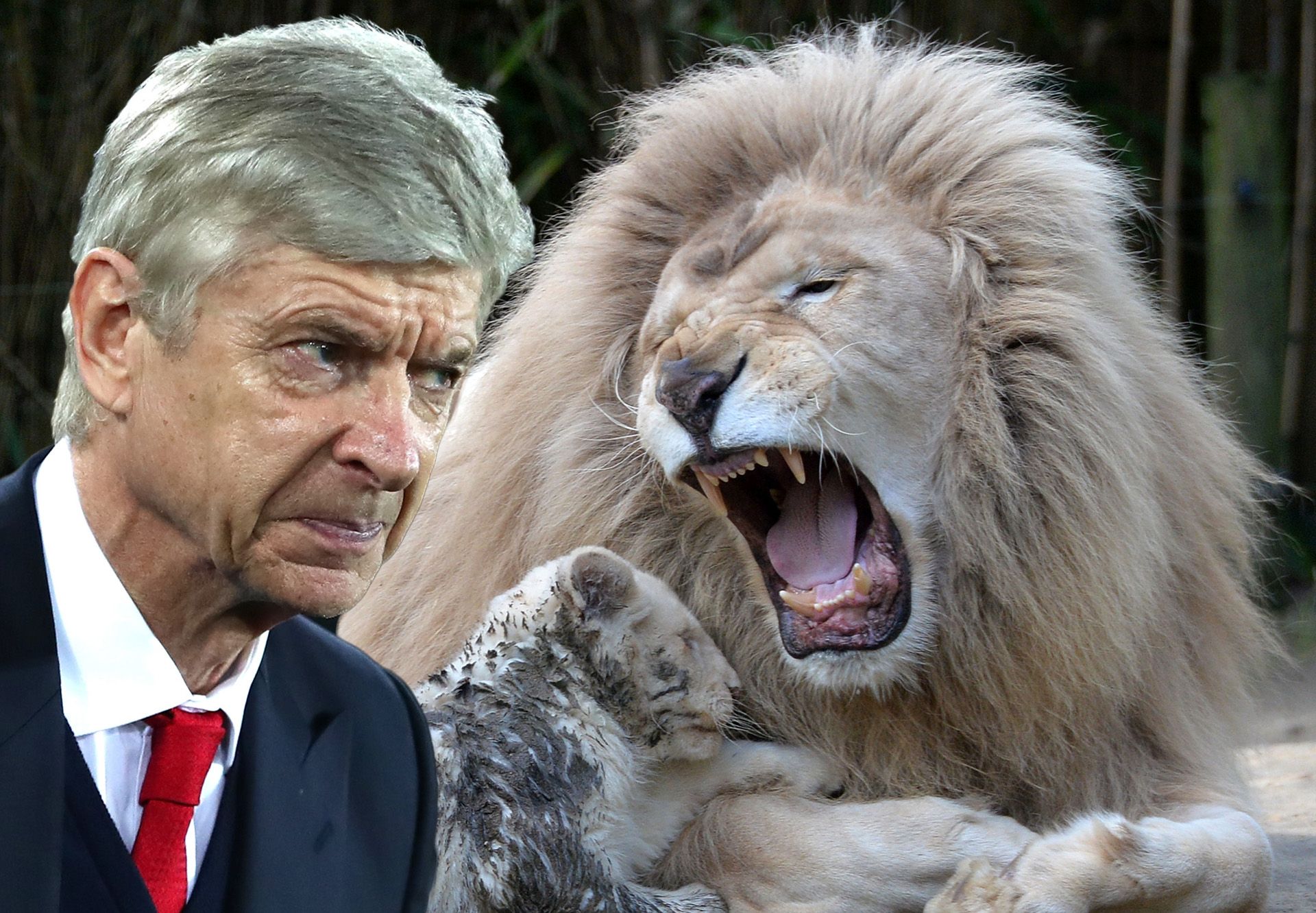 Arsene Wenger lion