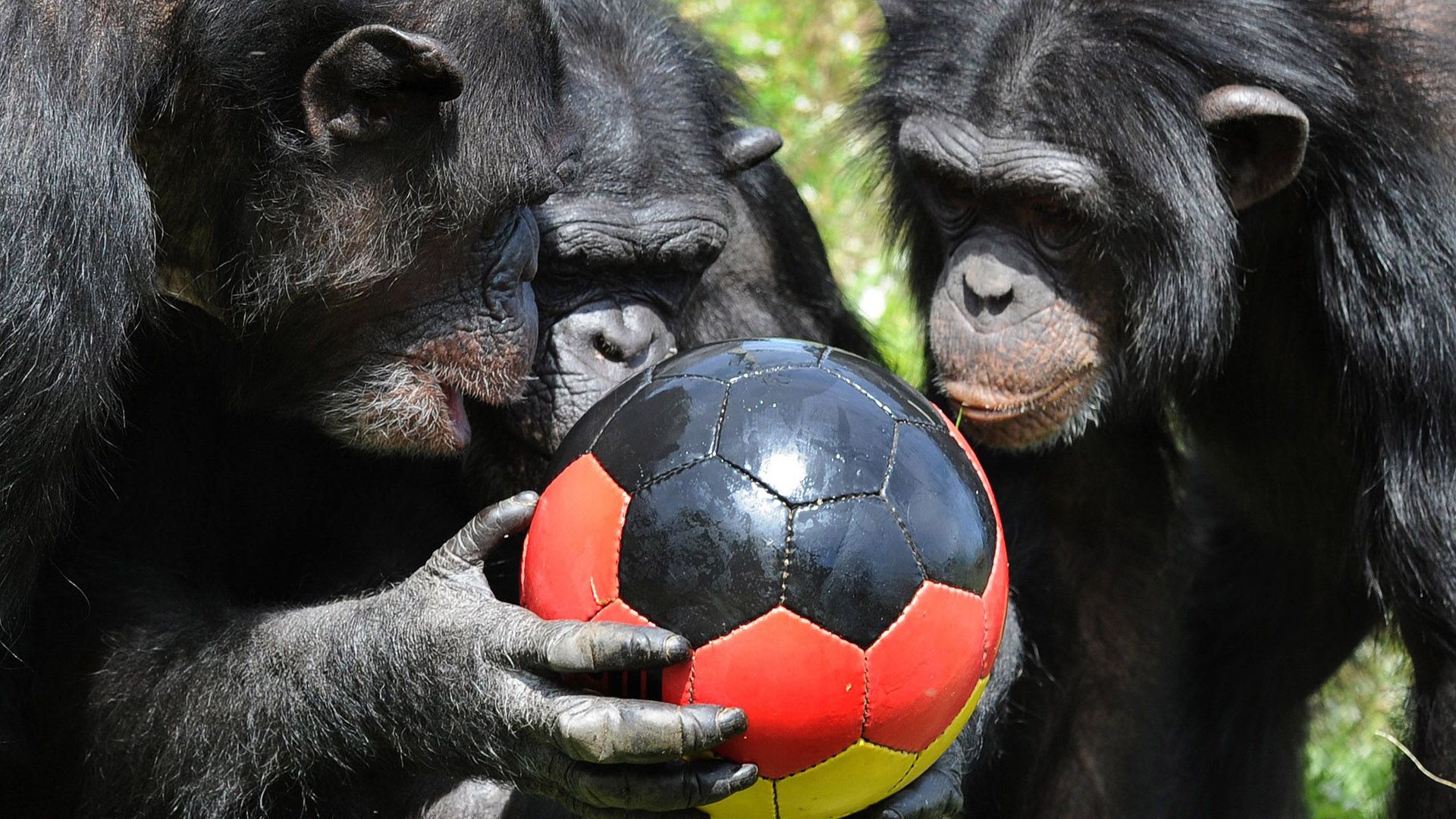 A group of chimpanzee play with a ball