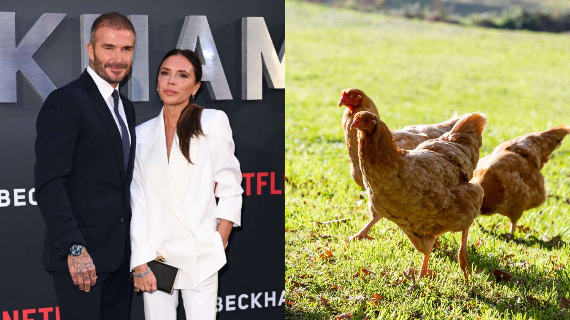 David and Victoria Beckham and chickens