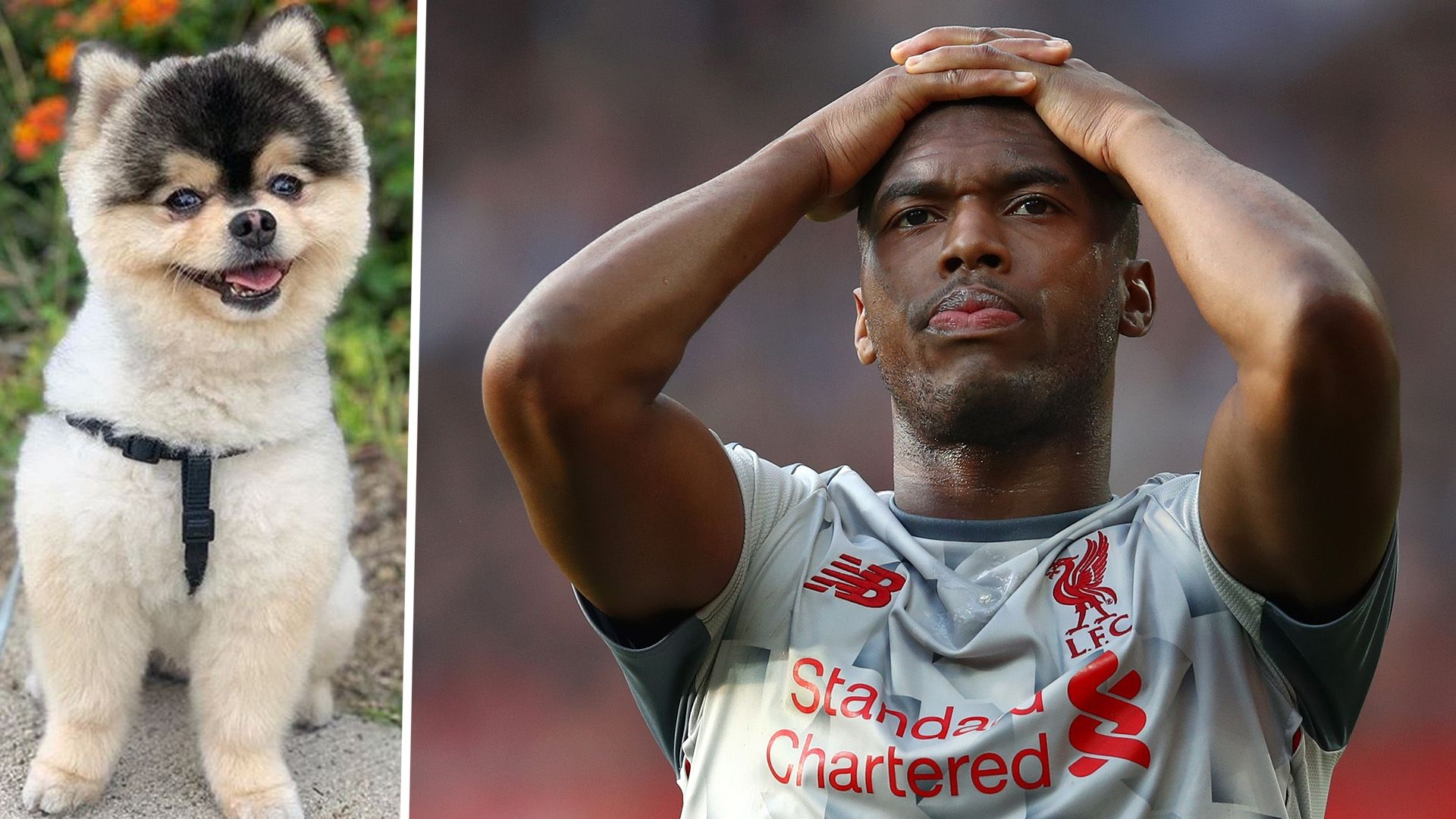 Daniel Sturridge Dog
