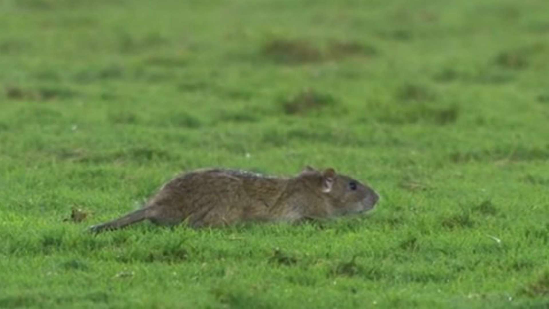 Rato Vasco Bahia Copa do Brasil São Januário 16072018