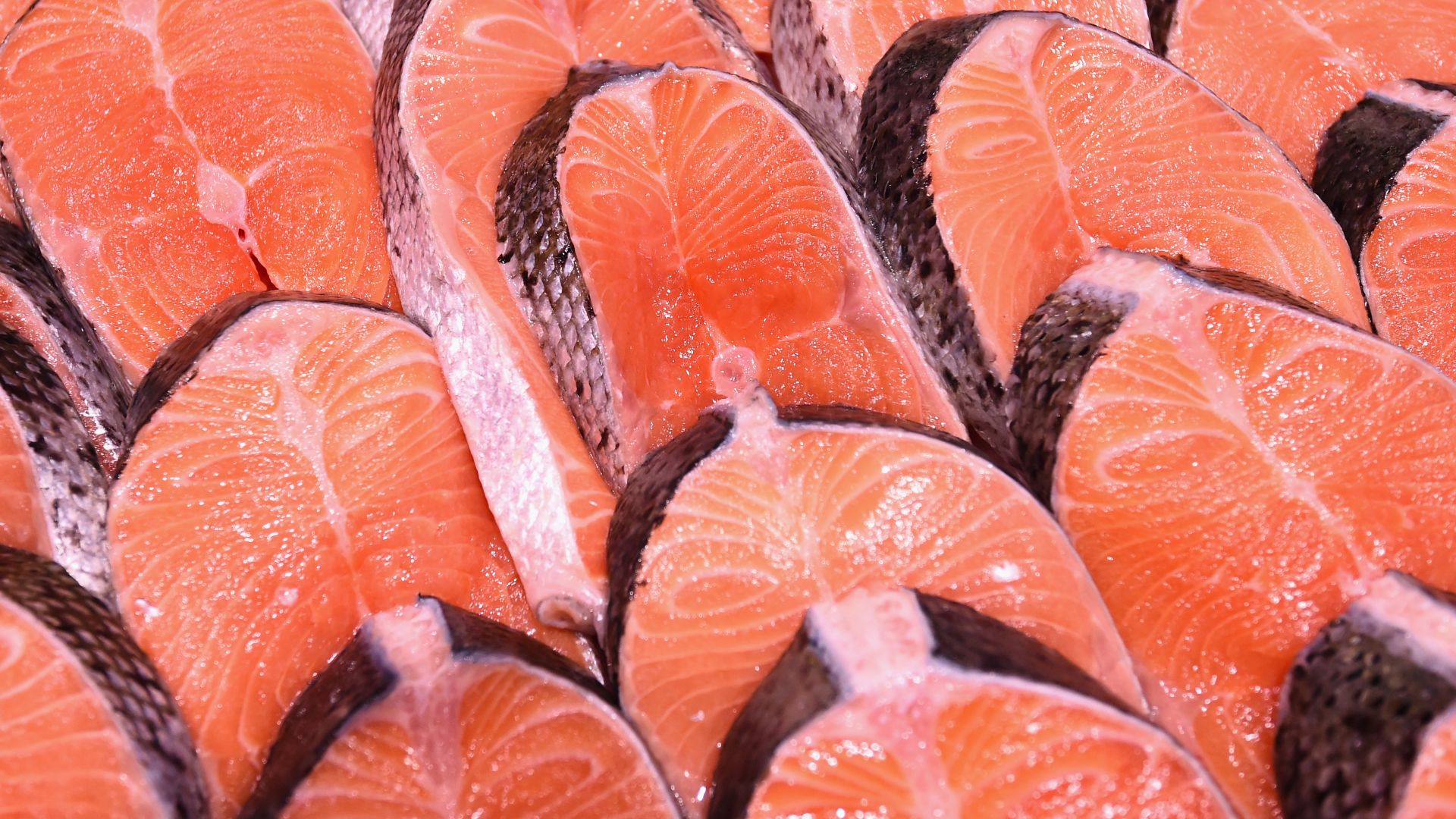 Salmon general