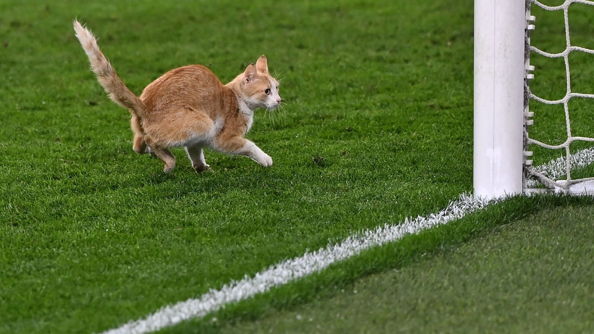 20220202-cat on the pitch