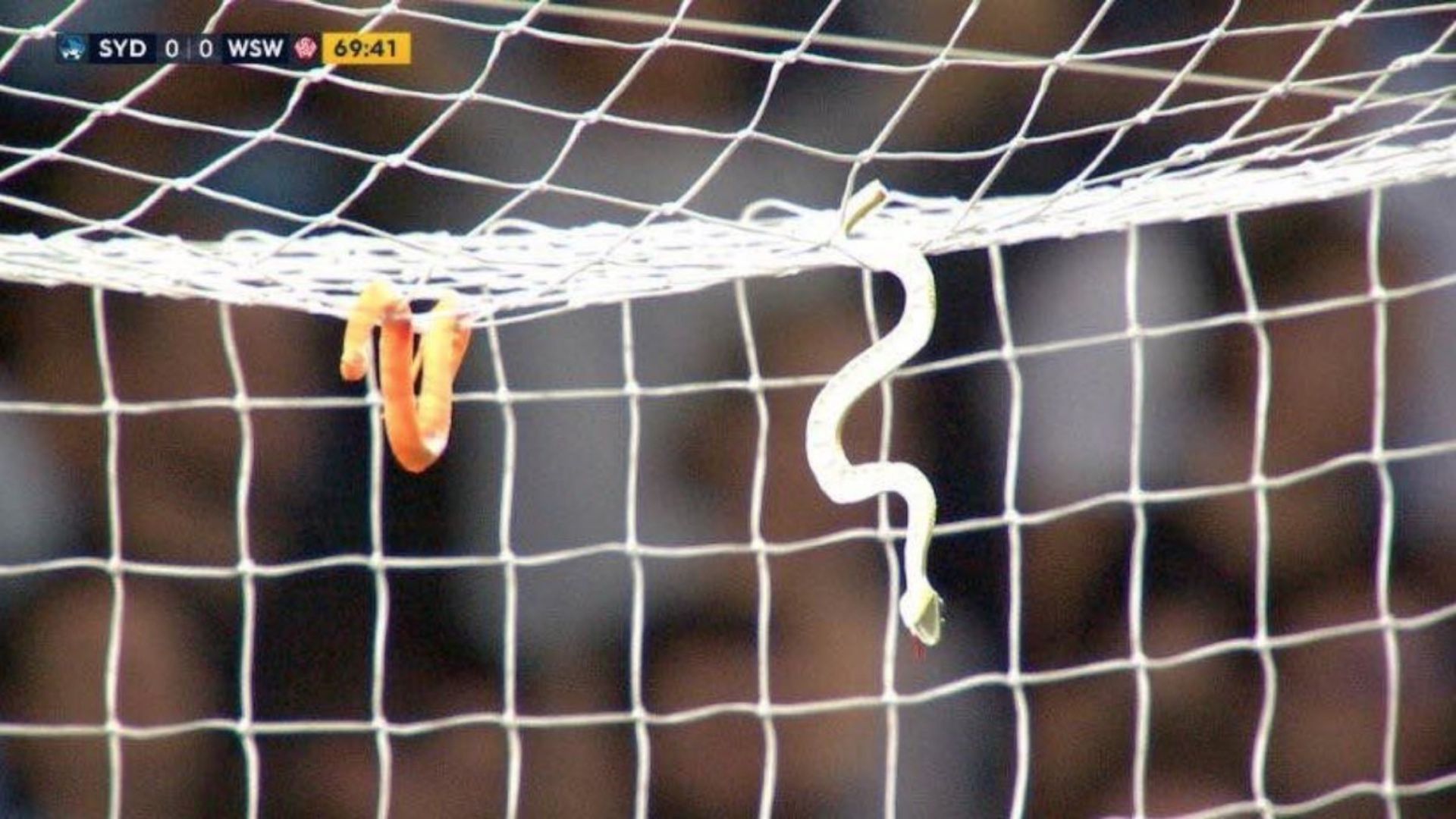 Sydney FC West Sydney Wanderers Snakes