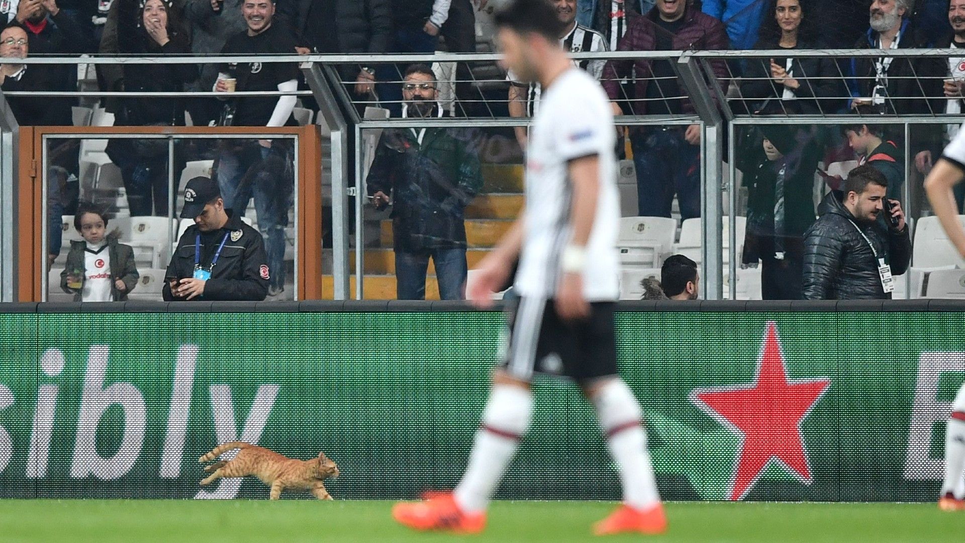 20220202-cat on the pitch