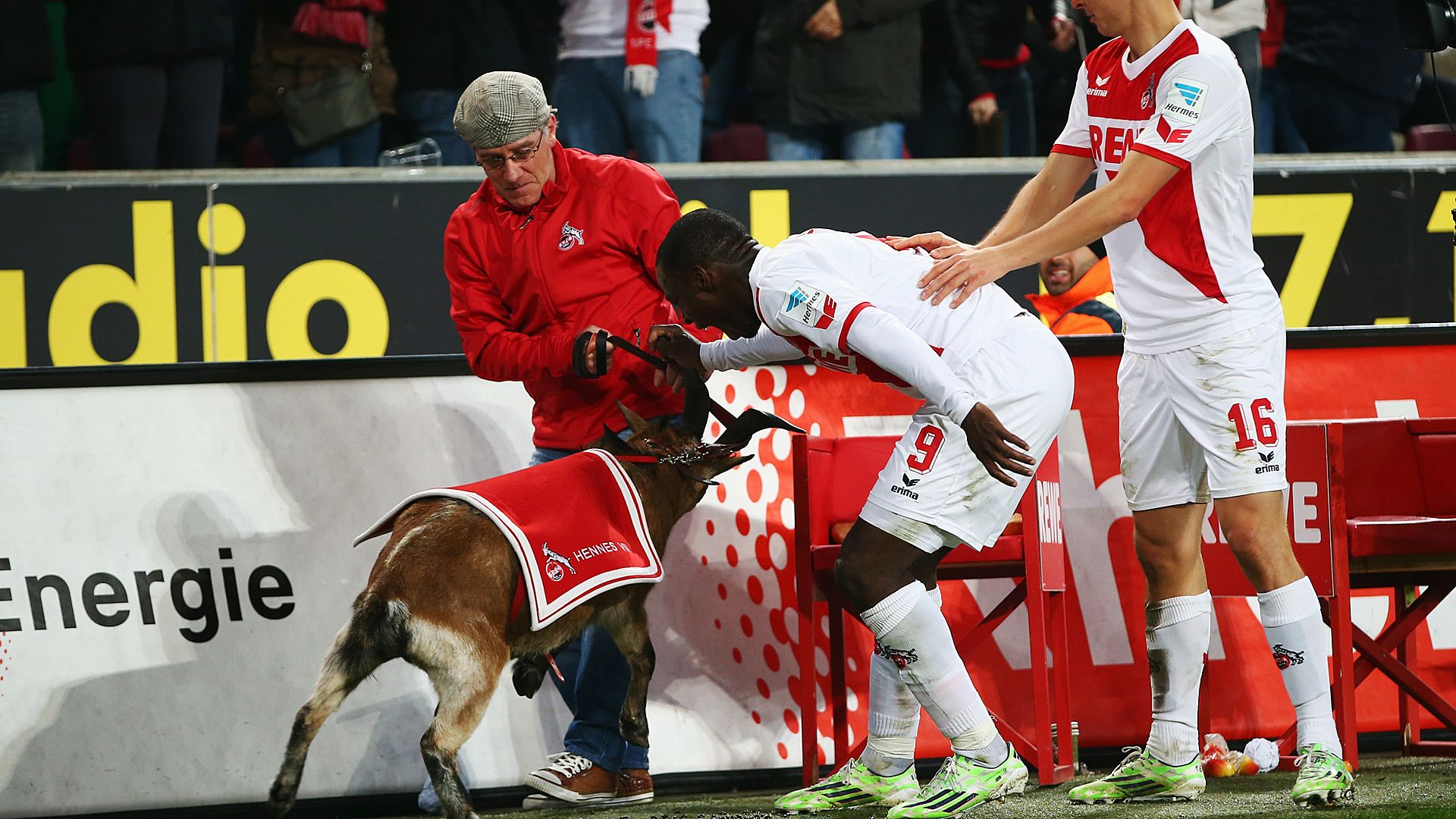 Anthony Ujah Hennes 1. FC Köln Hertha BSC Bundesliga 11222014